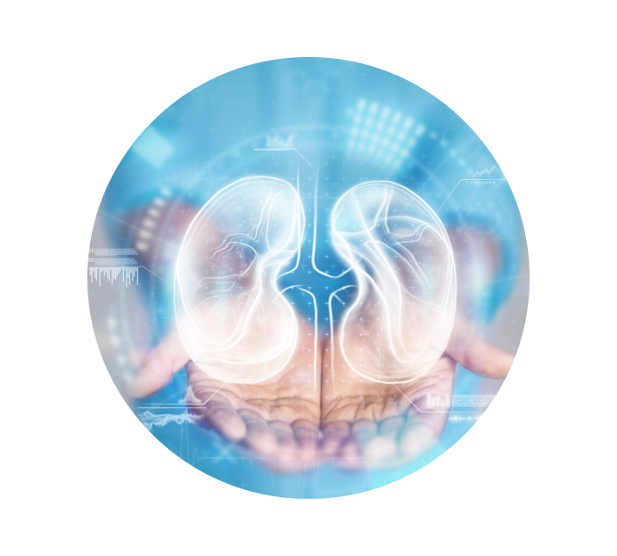 Рентген почек Рентген почек