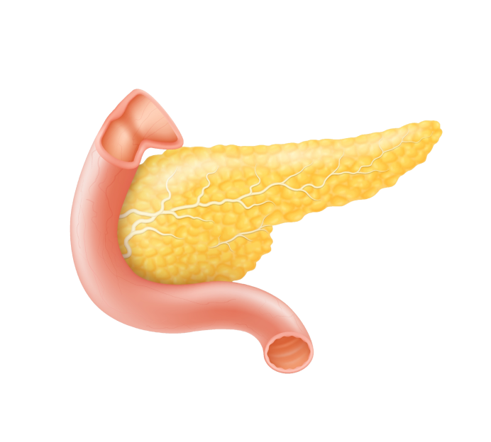 УЗИ поджелудочной железы