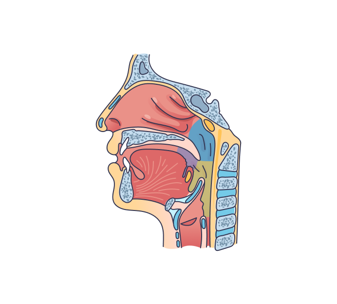 Эндоскопия носа Эндоскопия носа